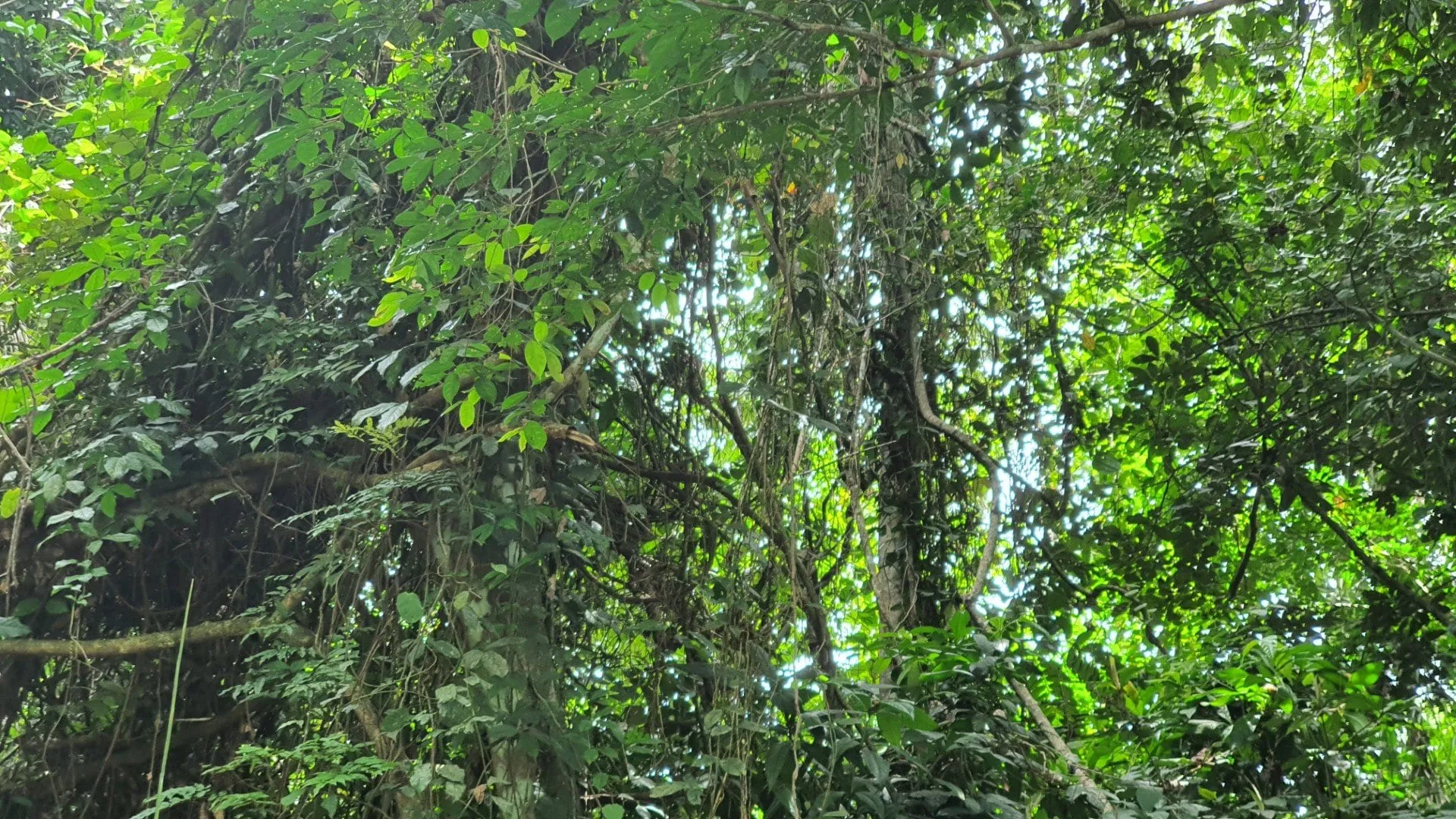 Une forêt dense et haute au bord d'un fleuve, végétation impénétrable
