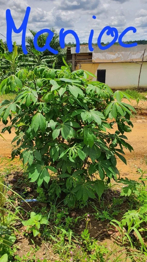 Un pied de manioc en bord de route, annoté à la main du mot « manioc »