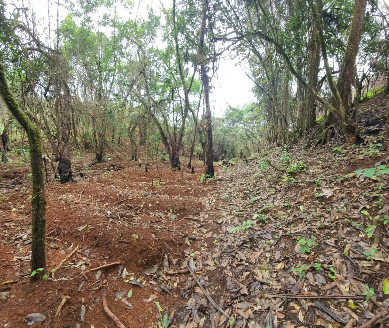 Des bananiers et des cultures denses sur un versant, dans les hauteurs de l'Ouest