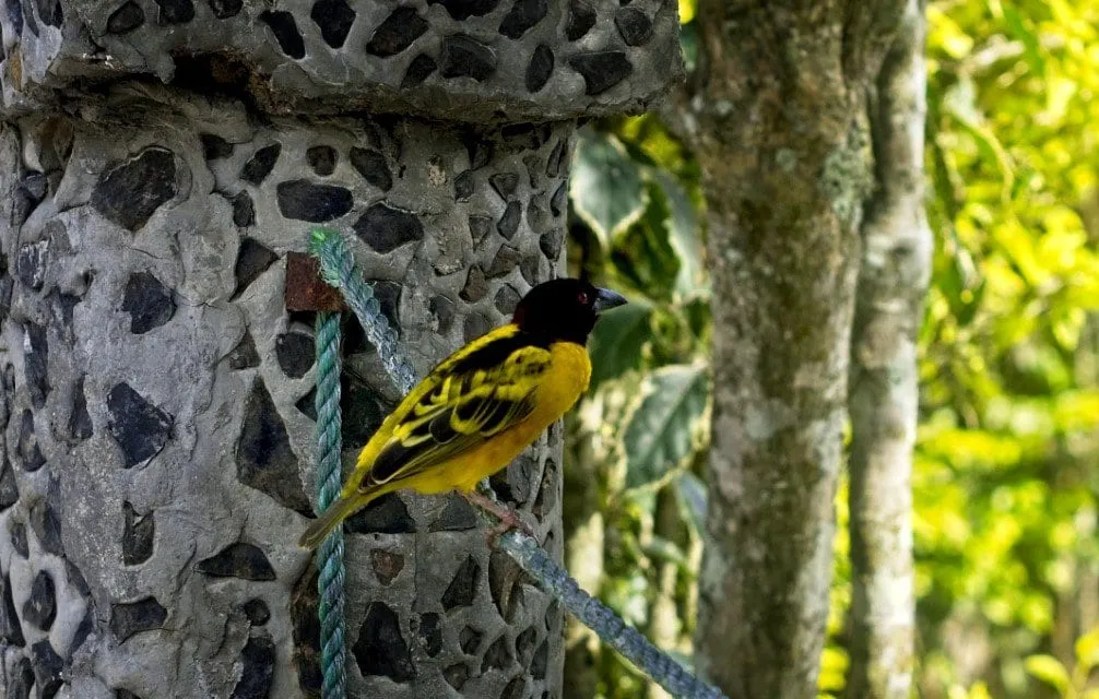 Un oiseau jaune et noir posé sur une corde, végétation floue derrière