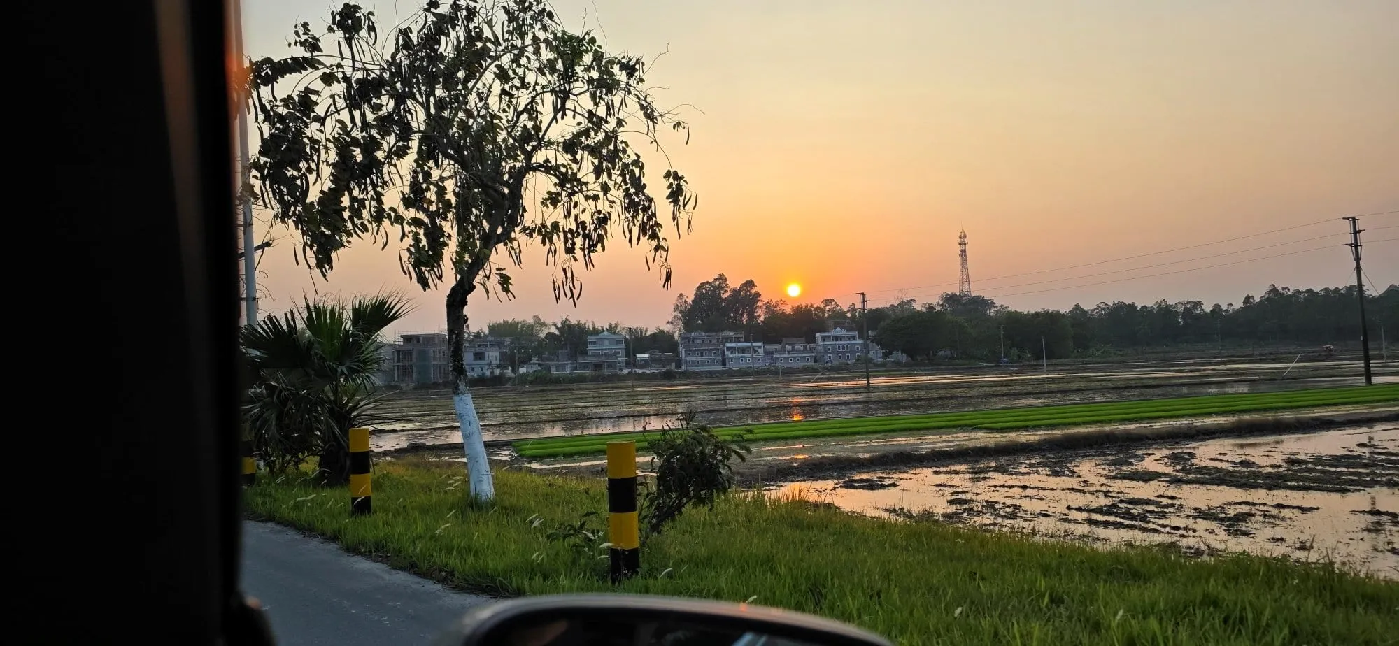 Un coucher de soleil orange sur des rizières inondées, un arbre isolé au premier plan
