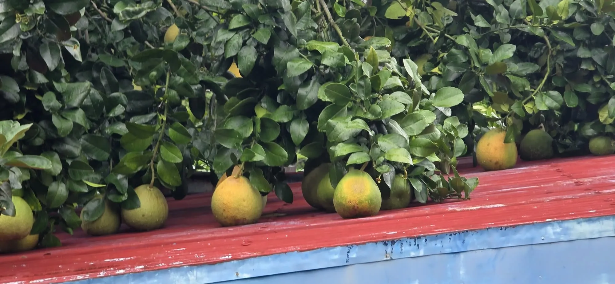 De gros agrumes verts posés sur un toit de tôle rouge, feuillage dense autour