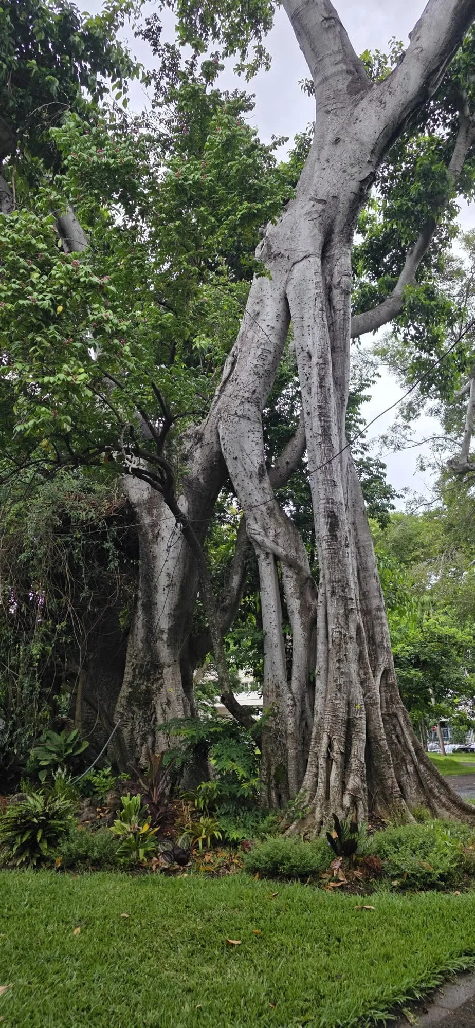 Un arbre immense aux racines aériennes multiples dans un parc urbain