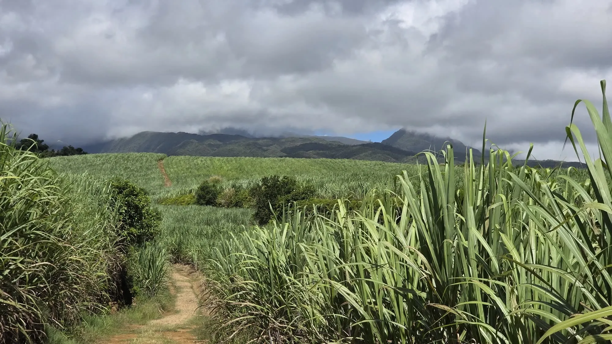 Un chemin de terre ocre entre deux murs de cannes à sucre, montagnes au fond