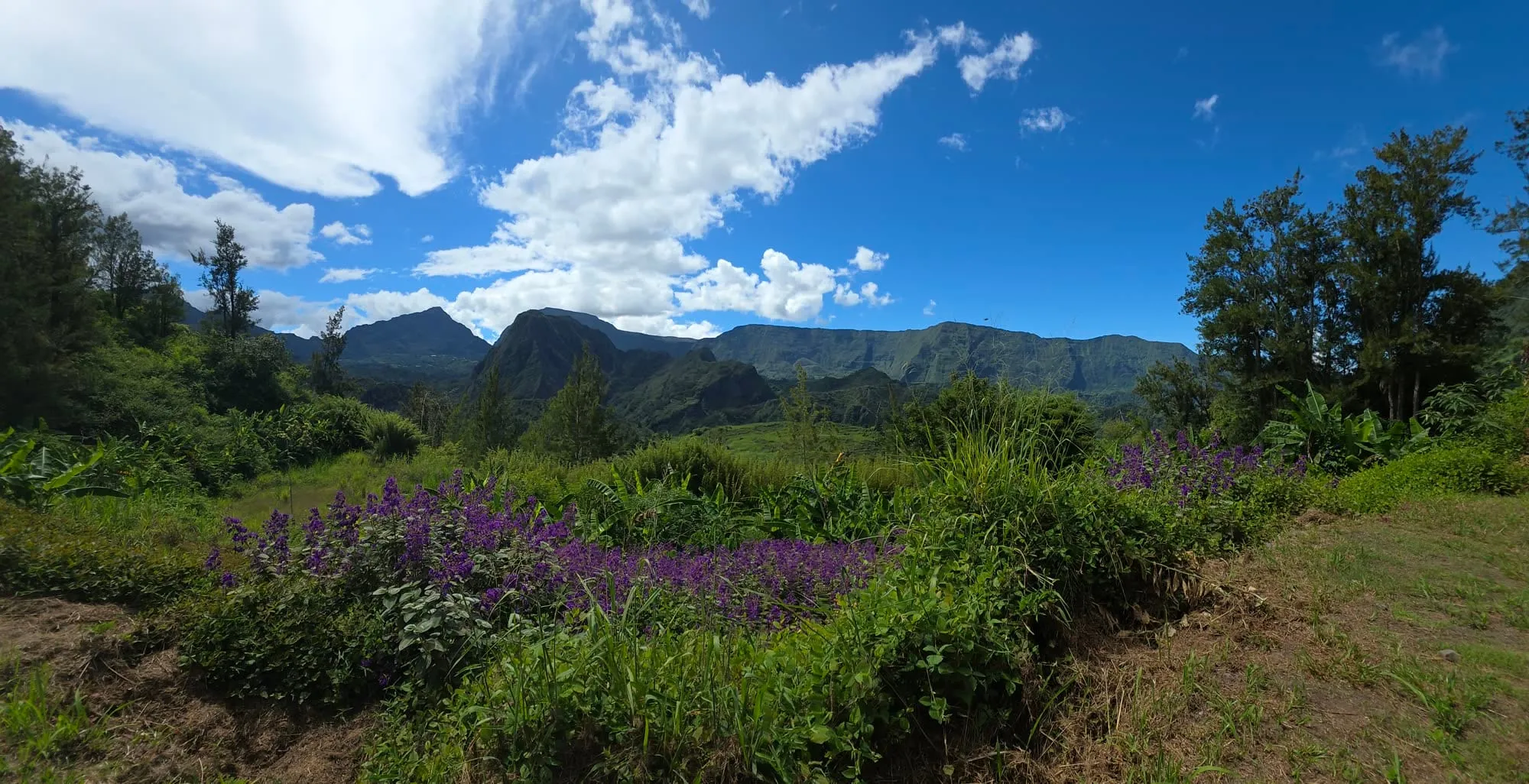 Le cirque de Salazie, versants boisés et fleurs violettes au premier plan