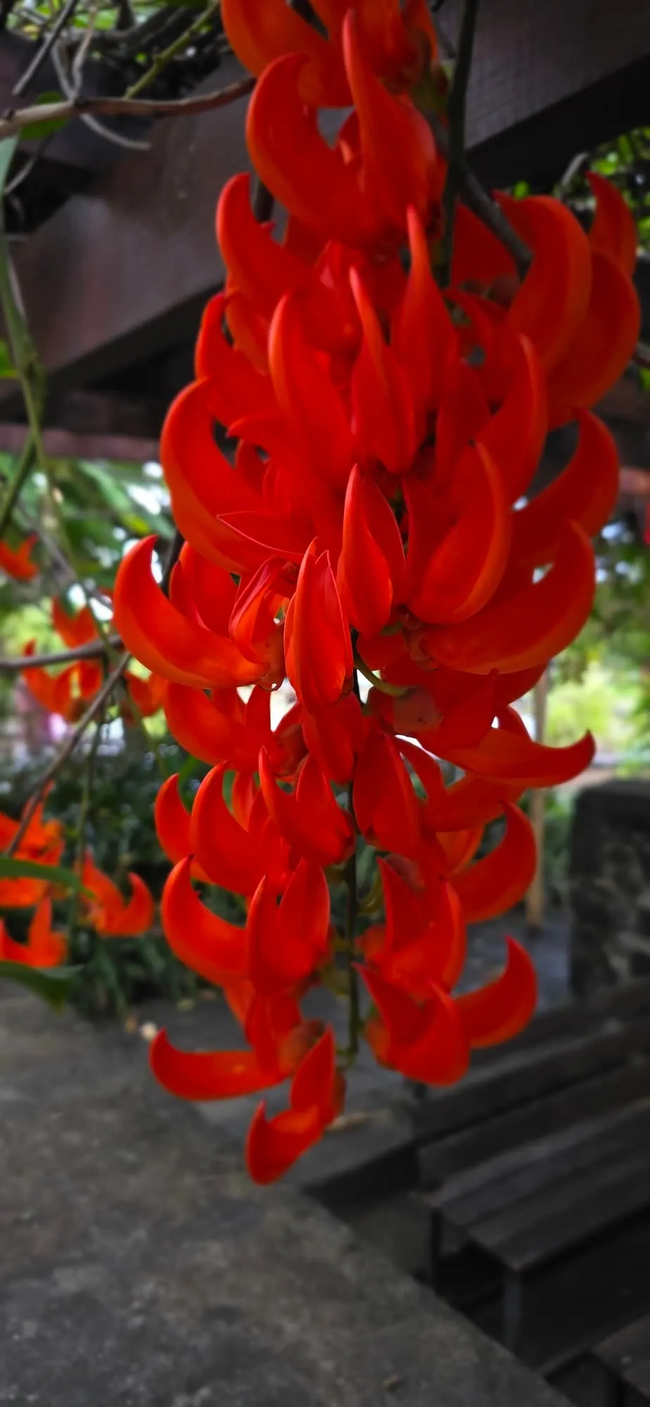 Une grappe pendante de fleurs rouge-orange en forme de griffes, feuillage tropical