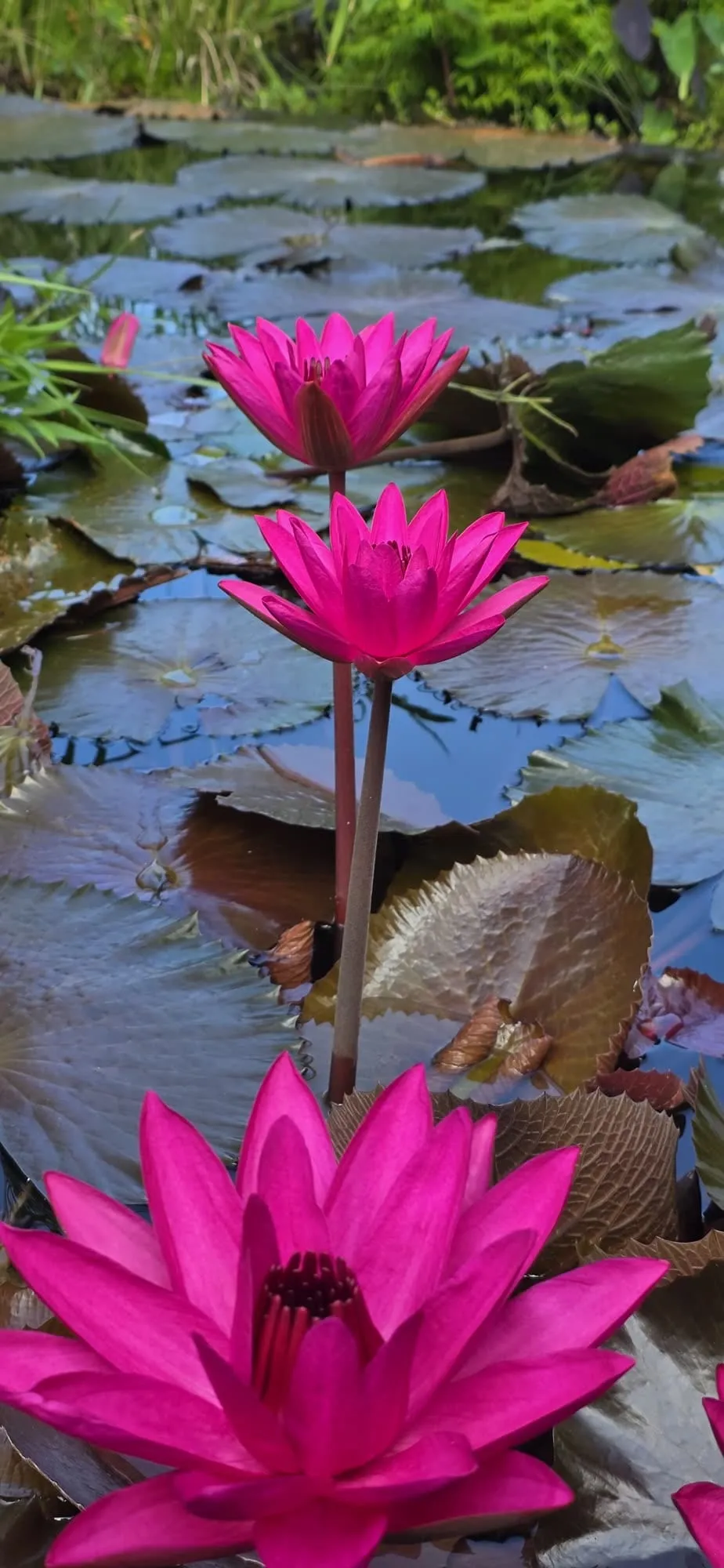 Trois fleurs de nénuphar rose vif alignées au-dessus de leurs feuilles