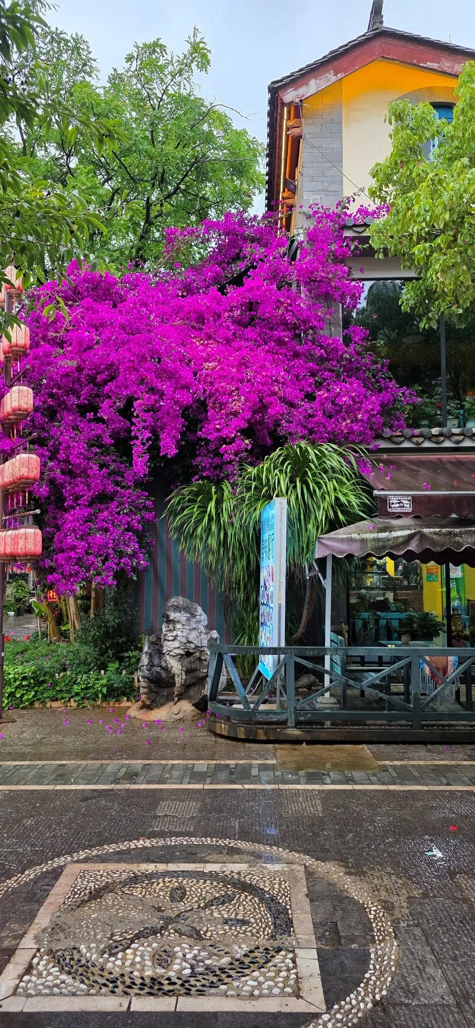 Un bougainvillier en fleurs magenta débordant au-dessus d'une devanture, avec des lanternes rouges