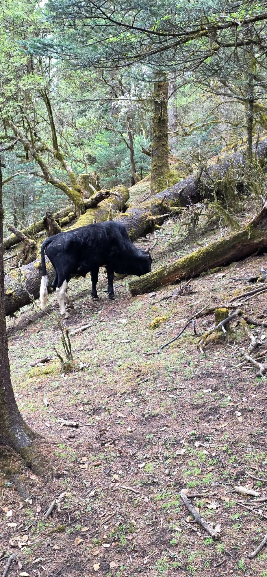 Un yak brun paissant dans une forêt d'altitude